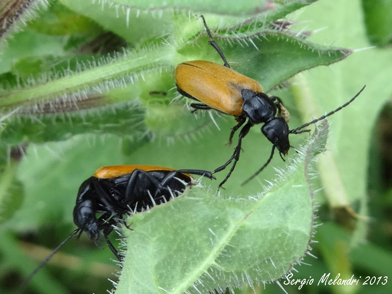 Meloidae da id.: Euzonitis quadrimaculata